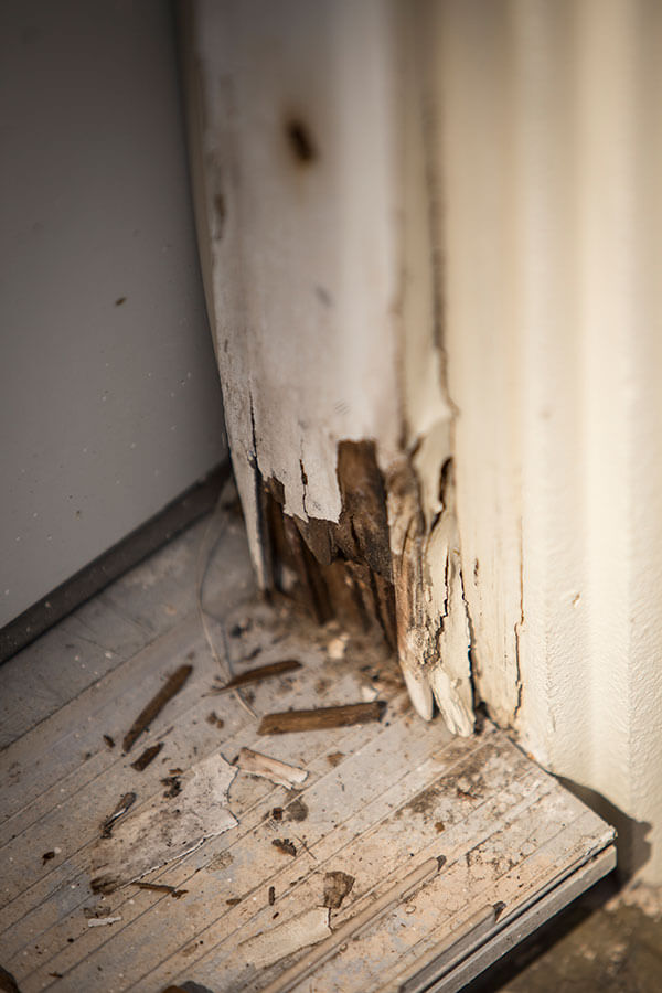 dry-rot-repair Dry rot repair